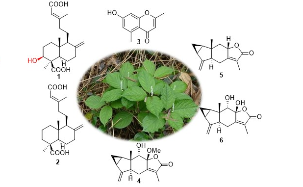 A New Labdane Diterpene from the Aerial Parts of Chloranthus serratus ...