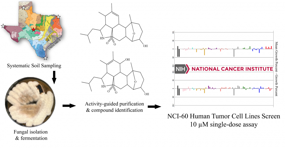 Cytotoxic Activities of Aspergillin PZ and Trichoderone B from an ...