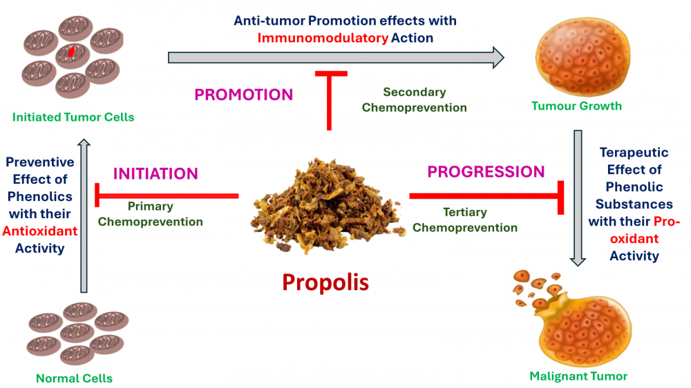 Role of Propolis in Cancer Chemoprevention | ACG Publications